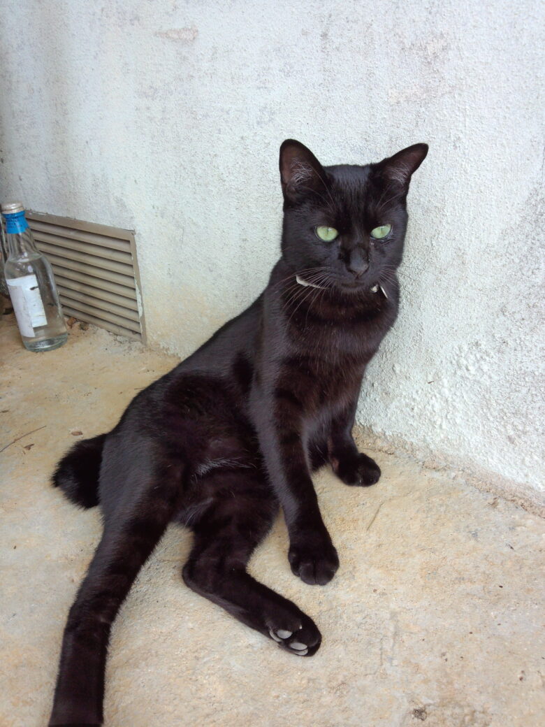 猫　黒猫