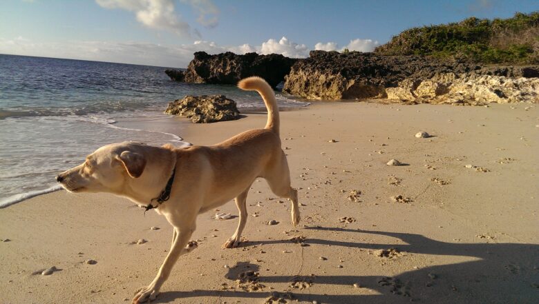犬と海　散歩