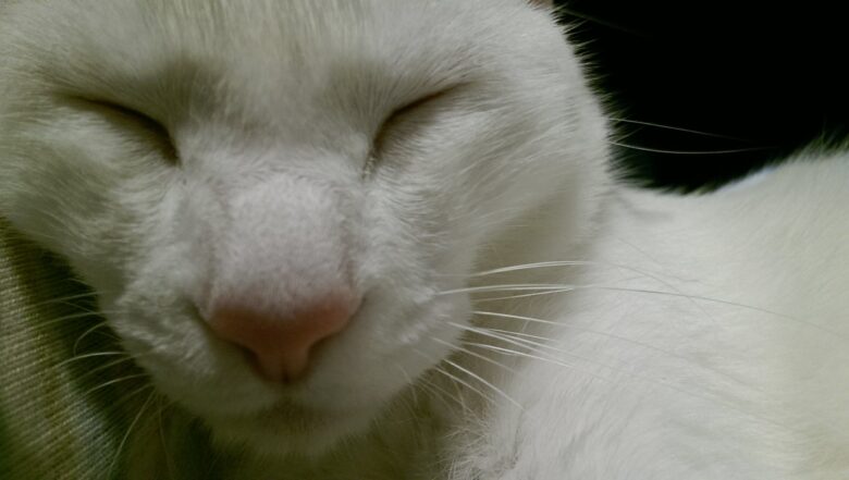 愛猫の白猫です