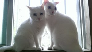 白猫兄妹