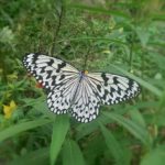日本最大の蝶オオゴマダラ