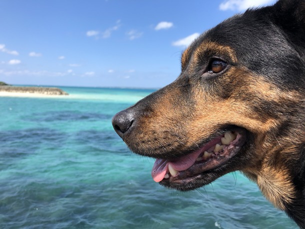青い海を眺める犬