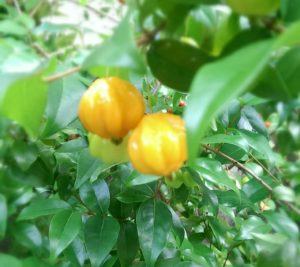 ピタンガ】常夏の赤い果実