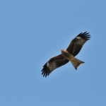 宮古島で越冬する鷹サシバ