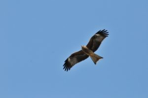 宮古島で越冬する鷹サシバ