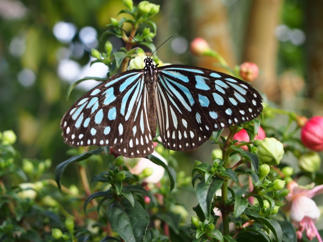 沖縄の空を彩る蝶達 - 宮古島の離島来間島から海猫花