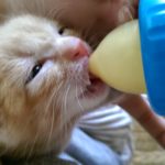 ミルクを飲む仔猫