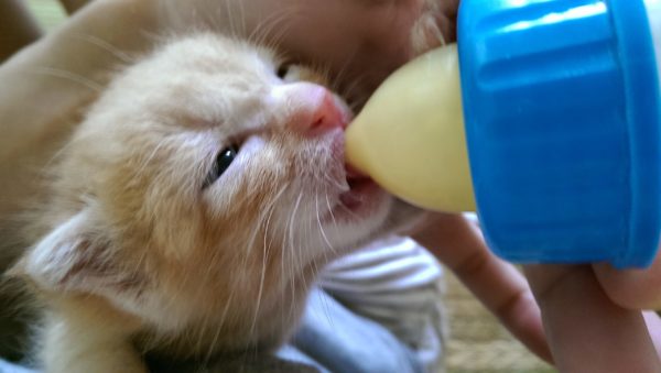 ミルクを飲む仔猫