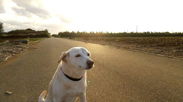 夕日と犬